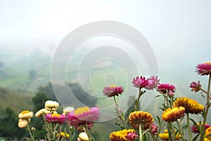 A colorful flower photo